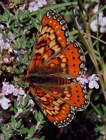 Spanish Fritillary – Euphydryas desfontaini